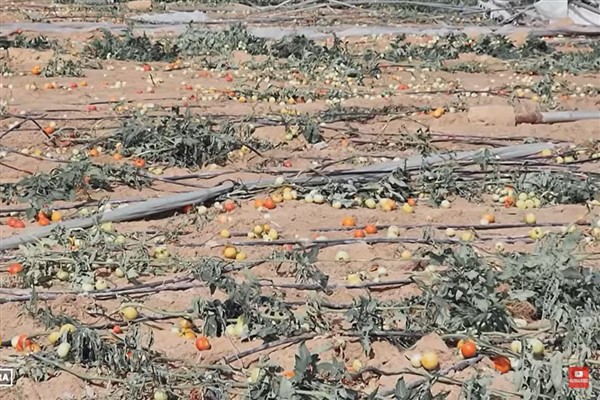 BM: Gazze’de tarım arazilerinin yüzde 70’i, büyükbaş hayvanların yüzde 90’ı yok oldu