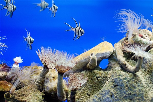 Dünyanın en büyük mercanı Pasifik’te bulundu