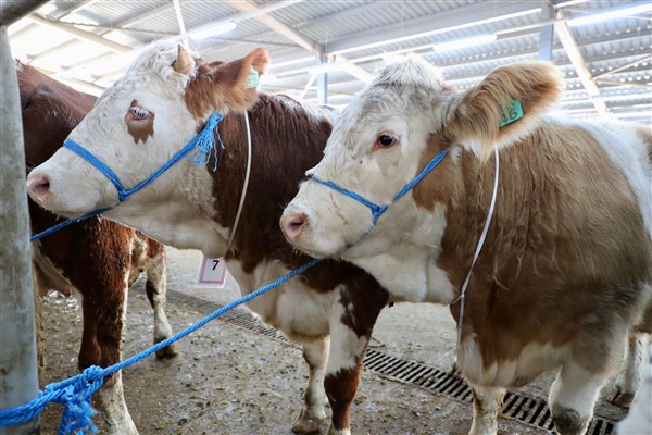 Ordu’da üreticilere ‘gebe düve’ dağıtımı yapıldı