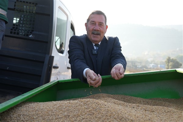 Milas Belediyesi, karakılçık buğdaylarını toprakla buluşturdu