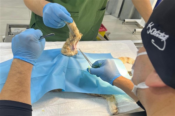 Erdek’te vücudunun çeşitli noktalarına olta iğneleri batan sokak kedisi tedavi edildi