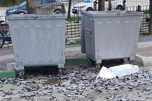 Gemlik’te bir vatandaş bozuk balıkları yola döktü