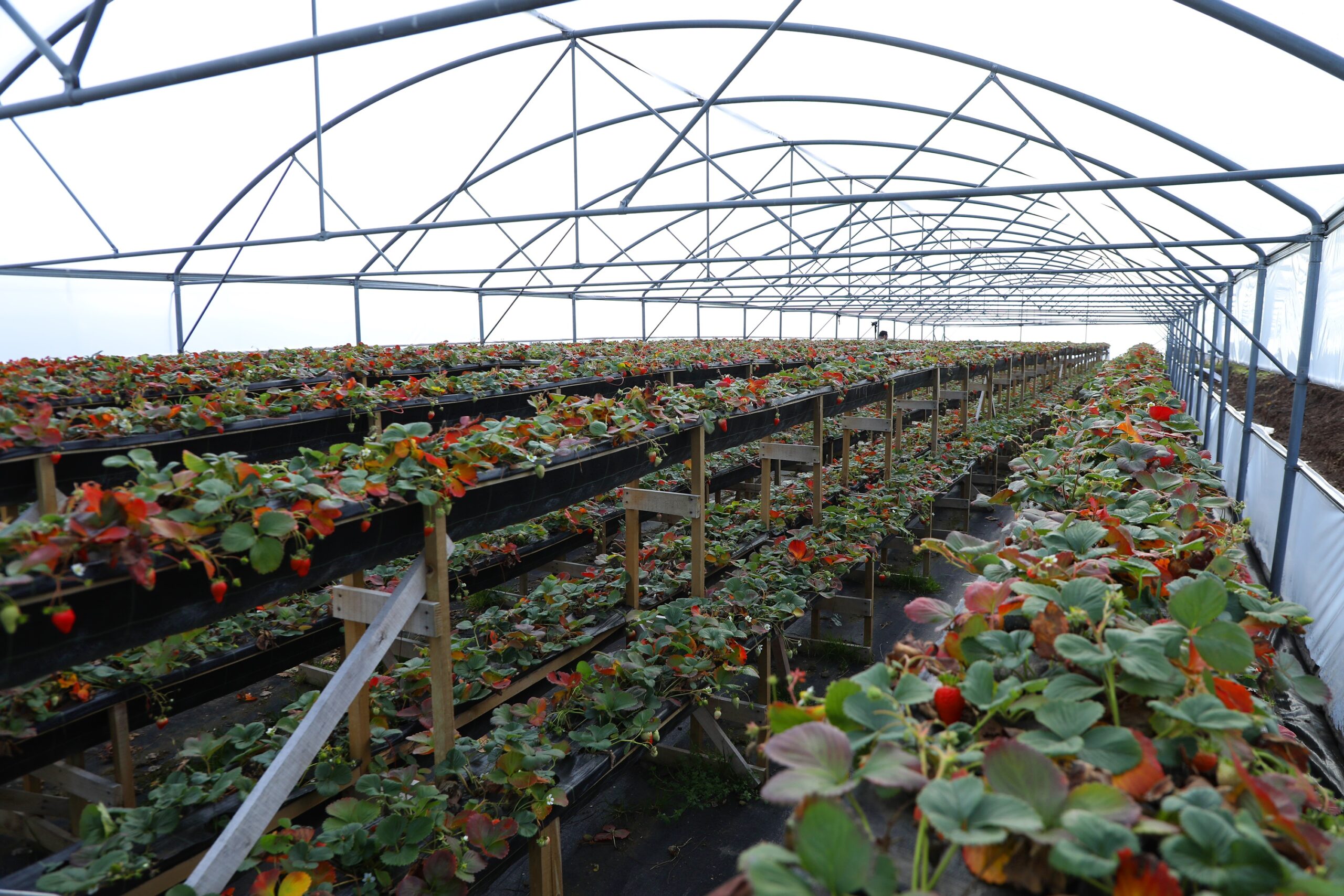 Ordu Büyükşehir Belediyesinin desteğiyle üretim 4 mevsime çıktı