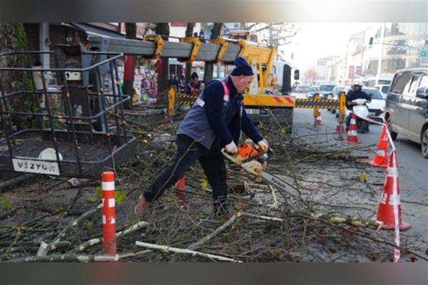 Düzce’de ağaçlar budanıyor