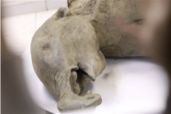 Rusya’da 50 bin yıllık yavru mamut kalıntısı bulundu