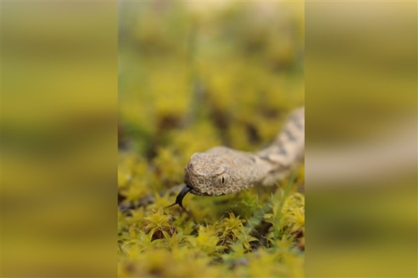 Karabük’te “Engerek Yılanı” görüntülendi