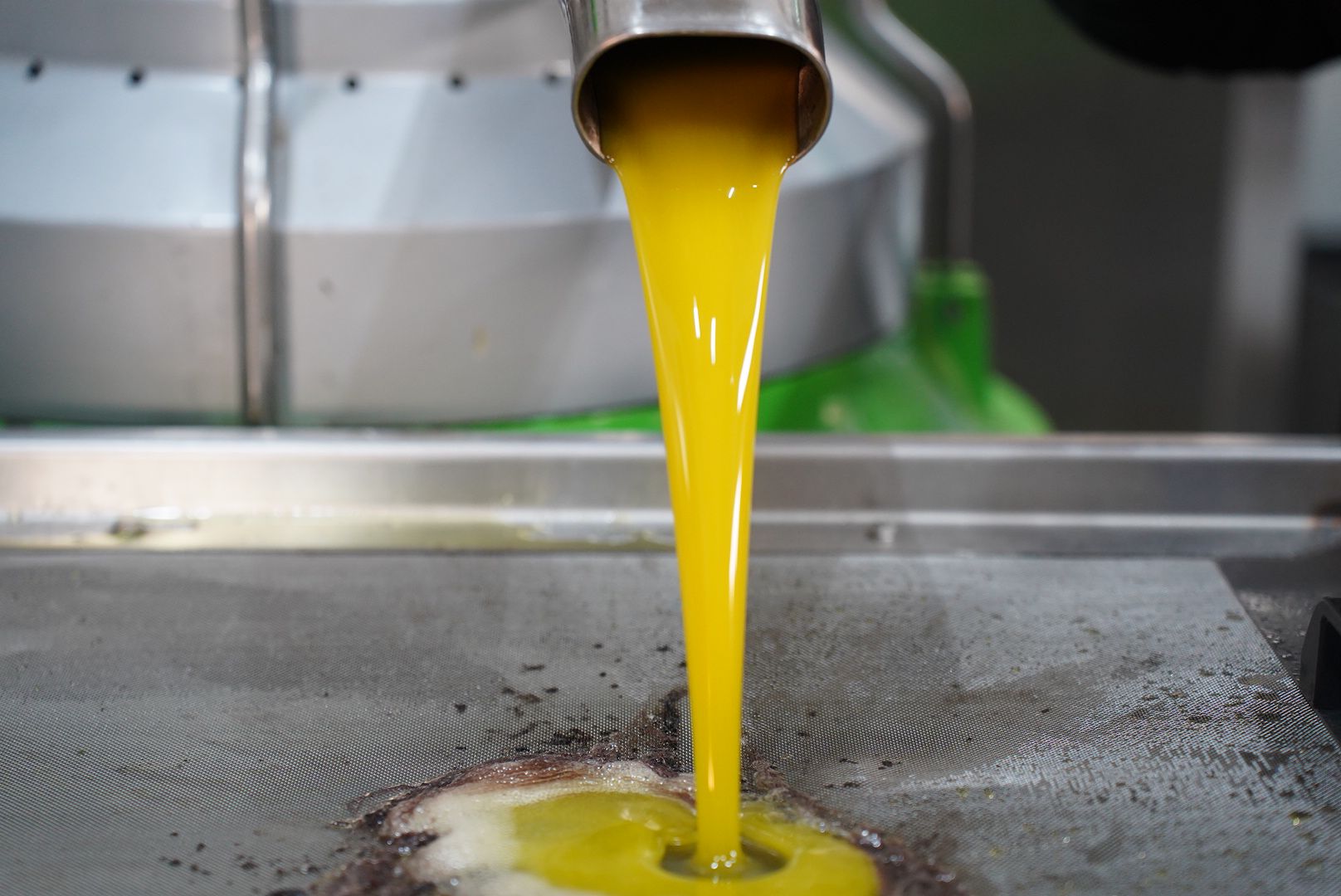 Tarım A.Ş. ilk zeytin hasadını bu yıl gerçekleştiriyor