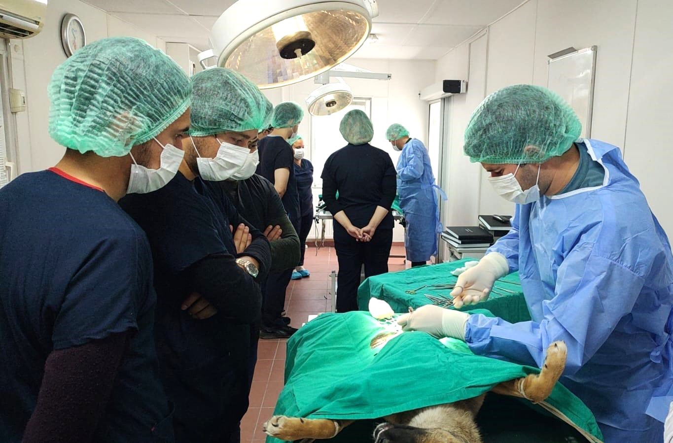 Üniversite işbirliğiyle 155 sokak hayvanı kısırlaştırıldı