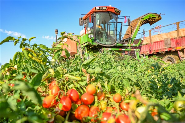 Çin’den BBC’nin Xinjiang domatesini boykot çağrısına tepki
