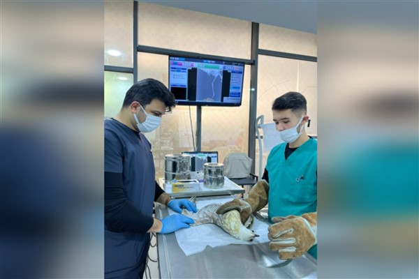 Balıkesir İtfaiyesi, ağaçta mahsur kalan yaralı martıyı kurtardı