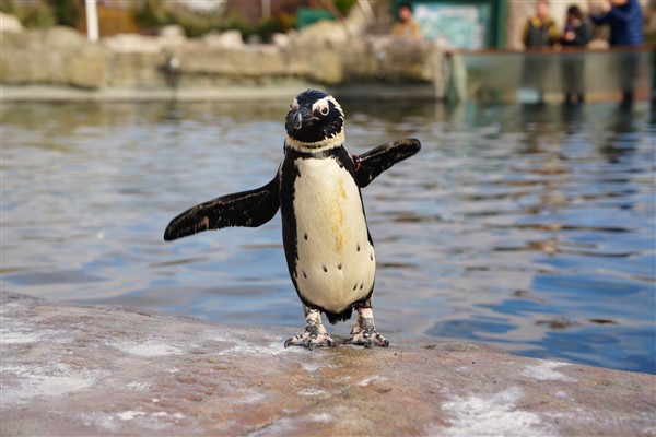 Eskişehir Hayvanat Bahçesi’ne Afrika pengueni katıldı