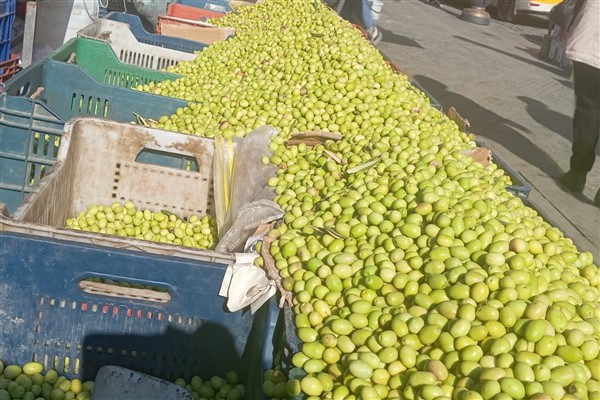 Diyarbakır’da Mardin Derik zeytinleri sofralara taşınıyor