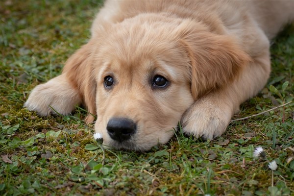 Hayvanların korunması hakkındaki uygulama yönetmeliği Resmi Gazete’de yayımlandı
