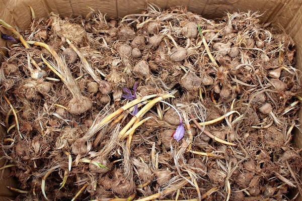 Antalya Elmalı’da safran soğanı dağıtımı yapıldı