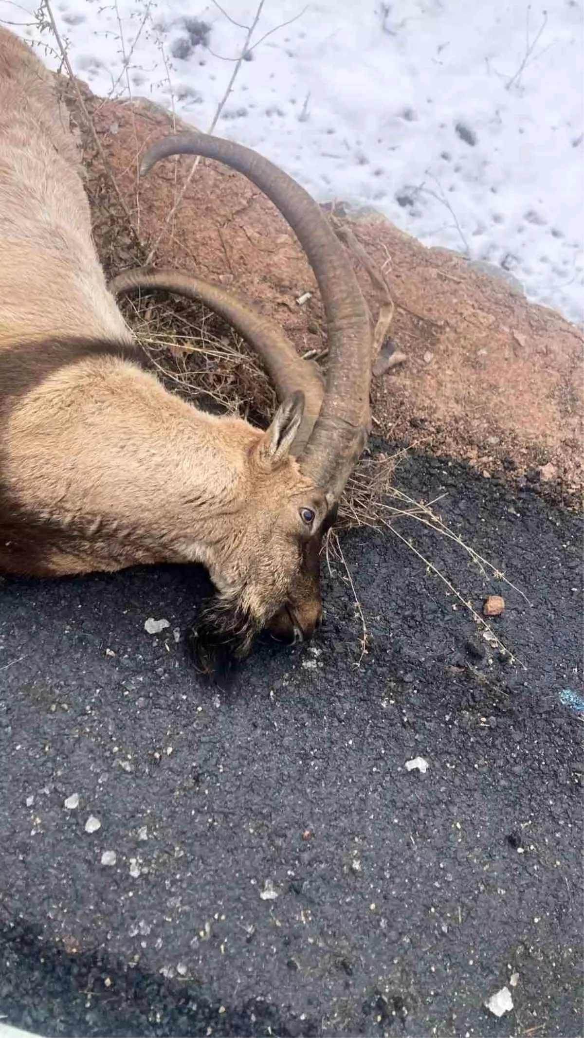 Gümüşhane’de Yaban Keçisine Otomobil Çarptı