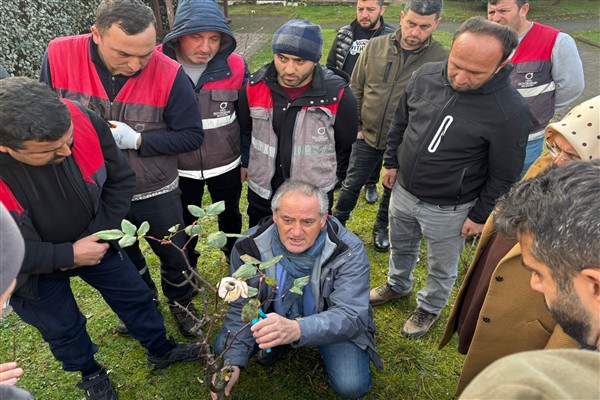Ordu’da ağaç budama çalışması gerçekleştirilecek