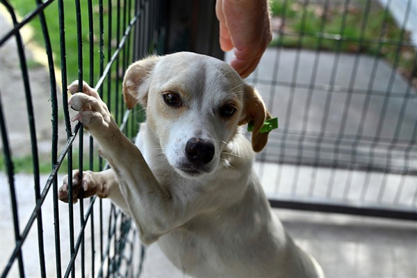 Yalova’da 2024 Yılında  4 bin 742 sokak hayvanının tedavisi gerçekleştirildi