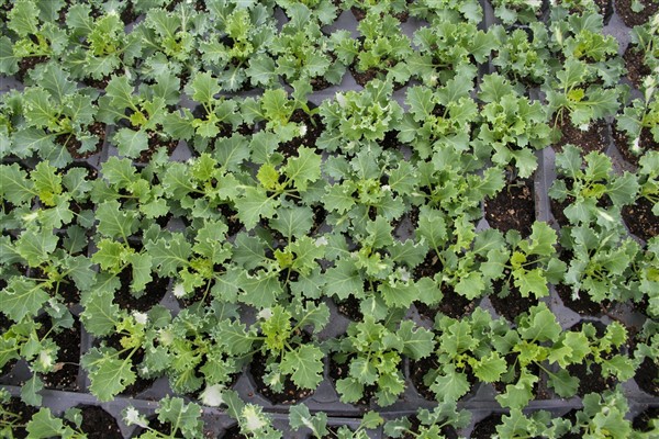 Van’da -10 derecede süs lahanası üretiliyor