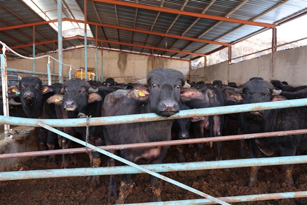 Kayseri’de Damızlık Manda Desteği’nin kura çekiliş töreni gerçekleştirildi