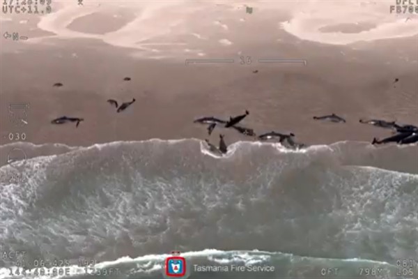 Kuzeybatı Tazmanya’nın ücra bir köşesinde 150’den fazla balina, sahile vurdu