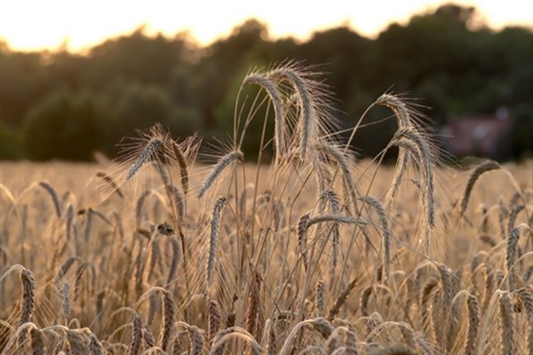 TÜRİB- 17- 21 Şubat 2025 haftası tarım ürünleri piyasası