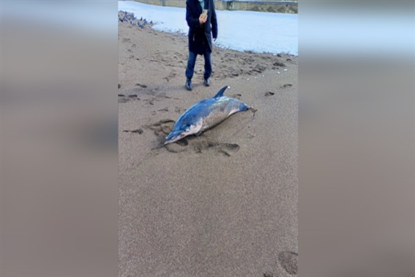 Karadeniz sahiline ölü yunus vurdu