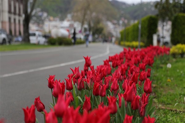 Ordu’da 5 milyon 901 bin 800 adet çiçek ve bitki toprakla buluştu