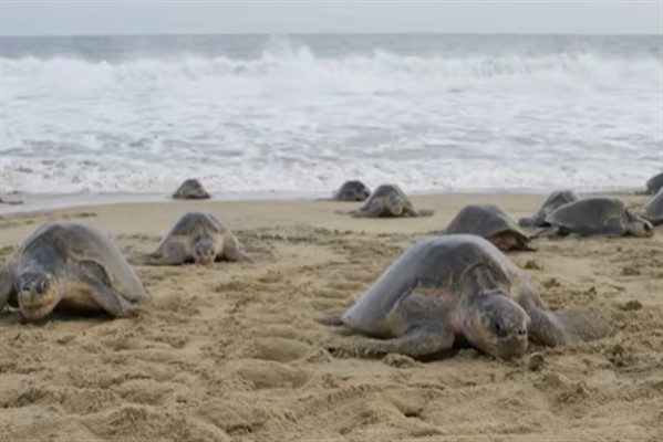 Güney Hindistan kıyı şeridine binden fazla ölü deniz kaplumbağası vurdu