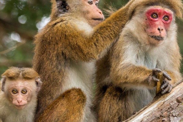 Sri Lanka’da ülke çapındaki elektrik kesintisinden maymun sorumlu tutuldu