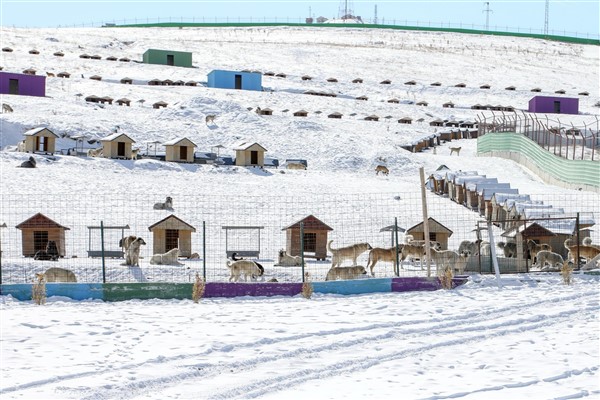 Van’da sahipsiz hayvanların korunması için çalışmalar sürdürülüyor