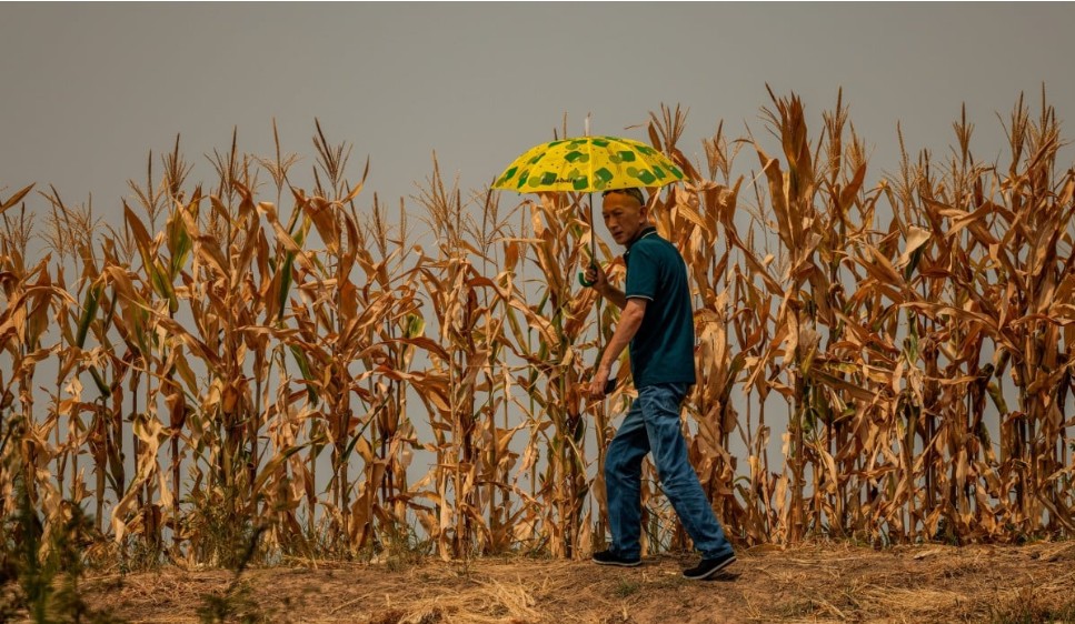 Bilim insanları: Çin 2100 yılına kadar tarım alanlarının yüzde 35’ini yitirebilir