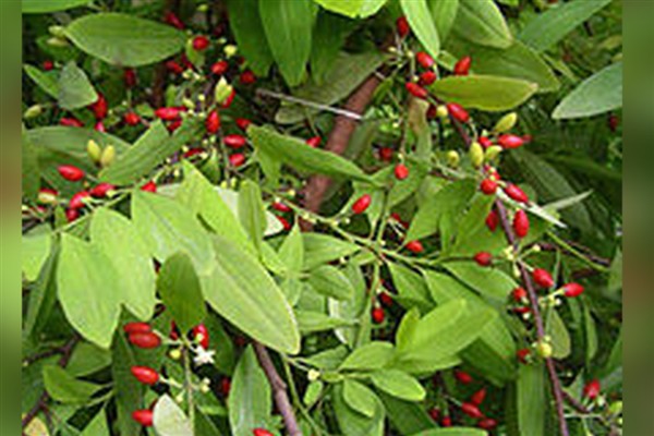 Kolombiya Devlet Başkanı kokainin “viskiden daha kötü olmadığını” söyledi