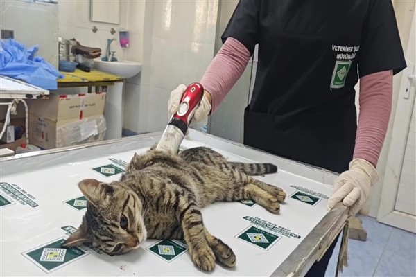 Osmaniye’de sokak kedilerine ücretsiz kısırlaştırma ve paraziter tedavi hizmeti sunuluyor