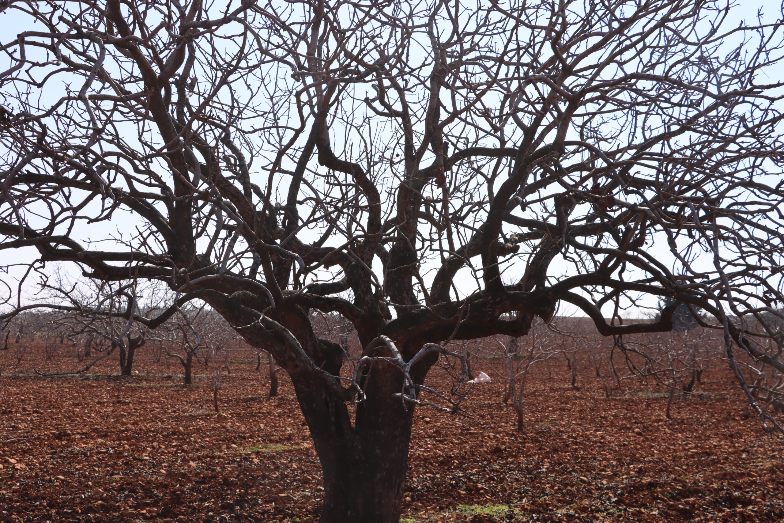 Şanlıurfa Halfeti’de 300 yıllık fıstık ağacı dikkat çekiyor