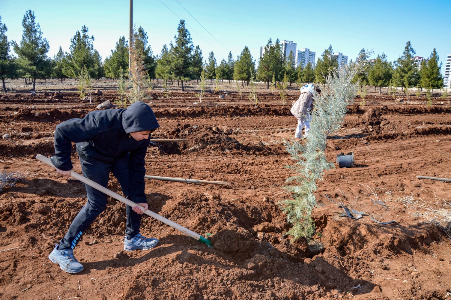 Lise öğrencileri, Kent 2 Ormanlık Alanına fidan dikti