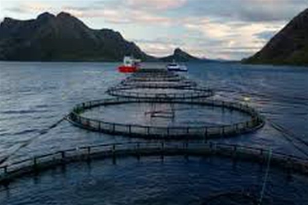 Norveç’te kaçan somonları yakalayan balıkçılara ödül verilecek