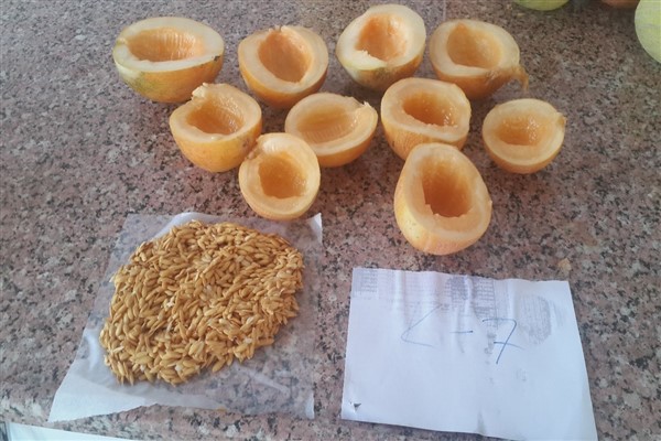 Şanlıurfa’da 6 ata tohumu satışa sunuldu