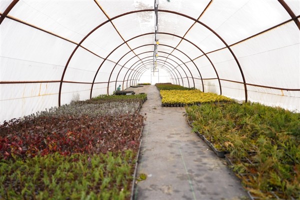Düzce’de ata tohumu üretimi başlıyor