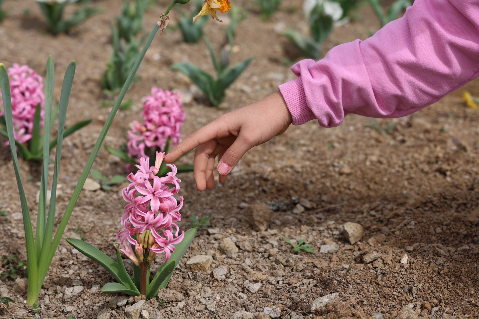 Çocuklar, Düzce Üniversitesi Botanik Bahçesi’nde doğa ile buluştu