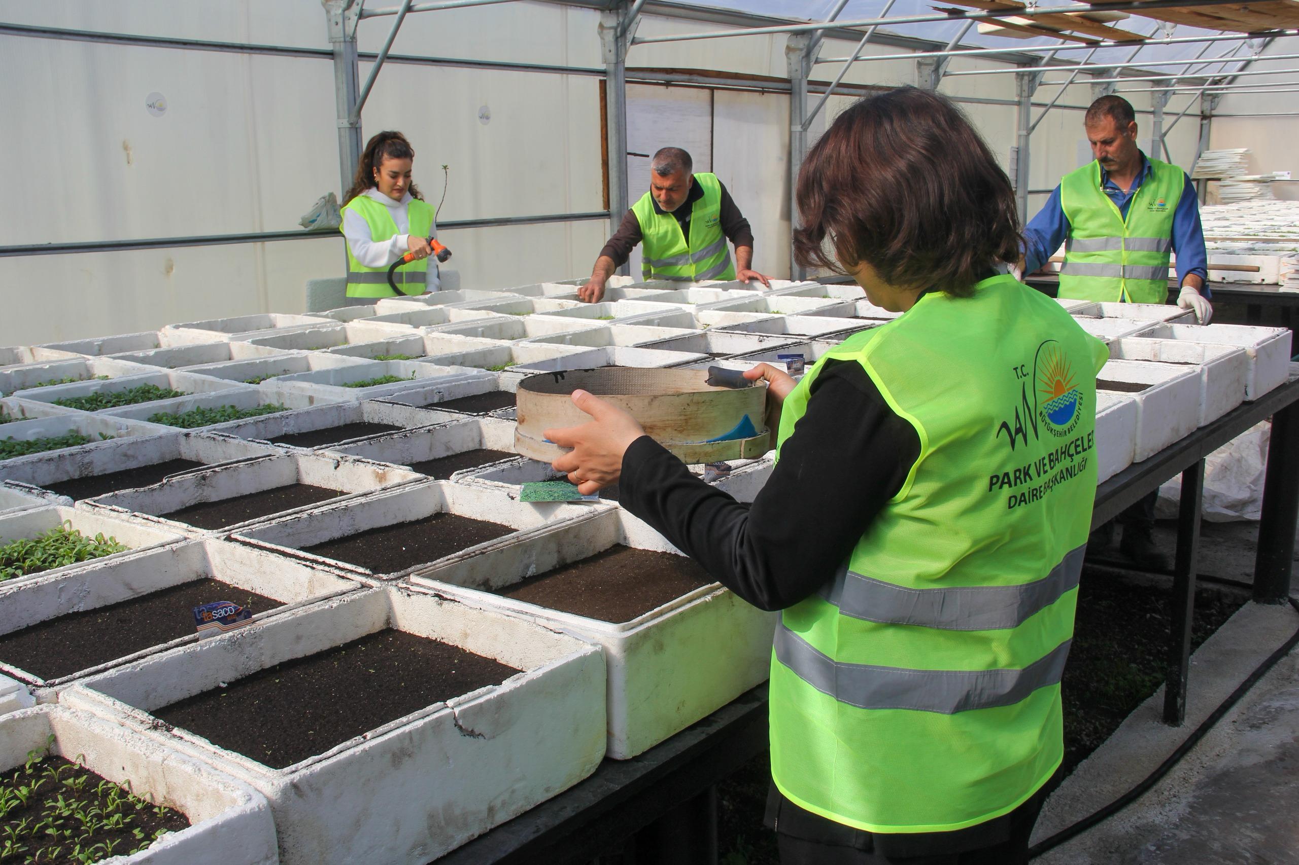 Van Büyükşehir Belediyesi, mevsimlik çiçek üretimine başladı