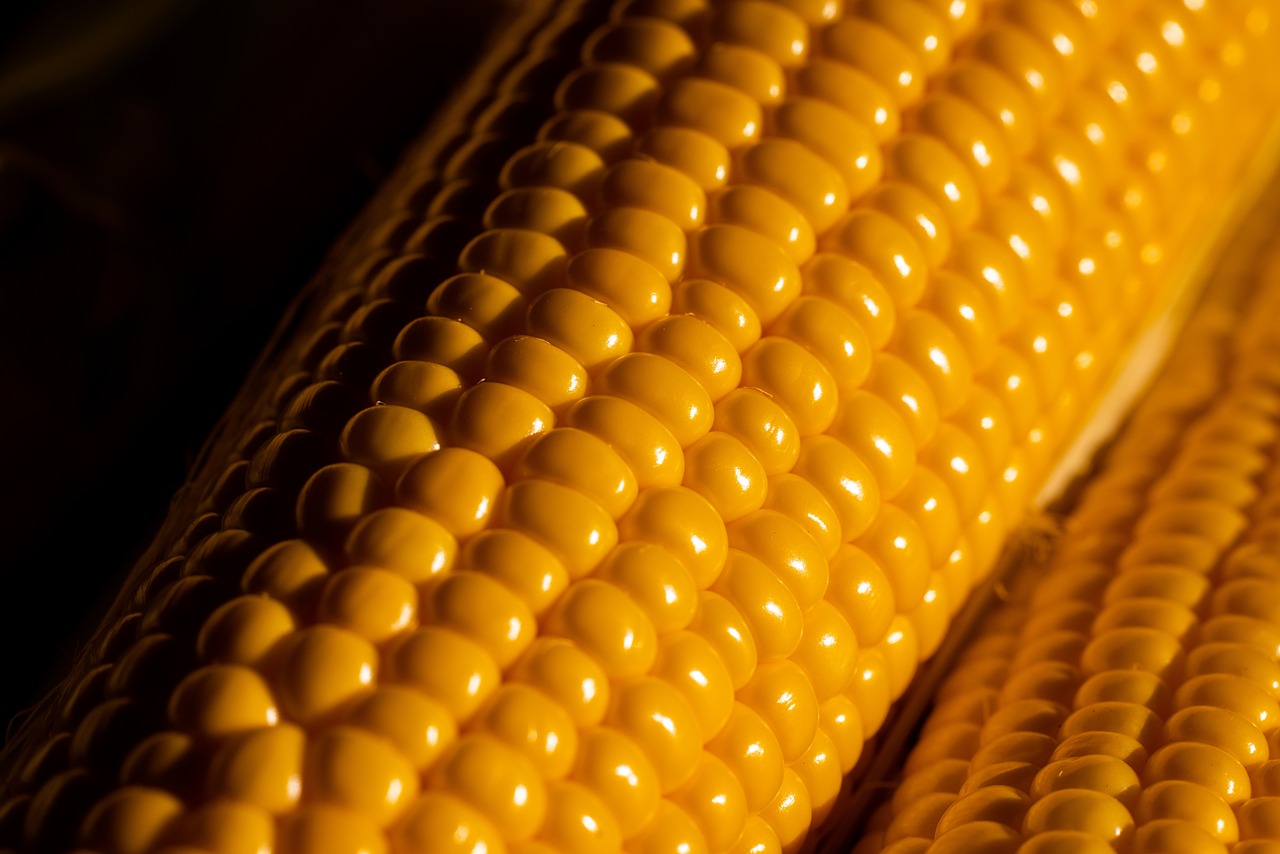 DCT Trading’ten mısır satışı