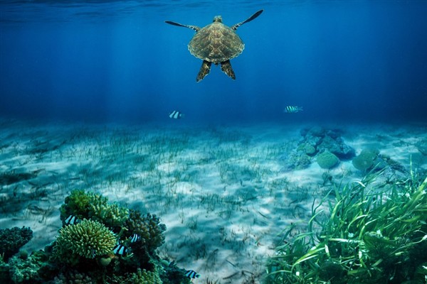 BM’den Dünya Deniz Çayırı Günü mesajı