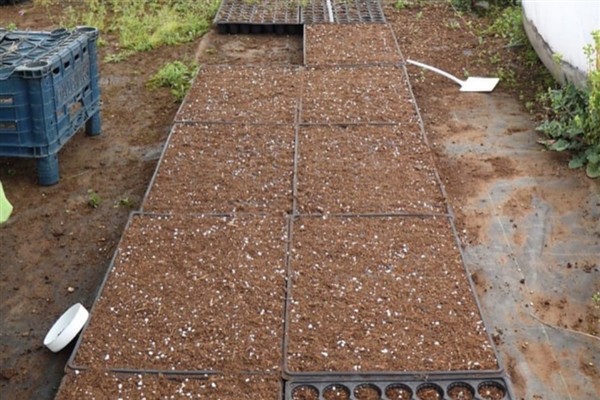 Kayapınar’da yeşil alan çalışmaları sürüyor: 200 bin mevsimlik bitki dikildi