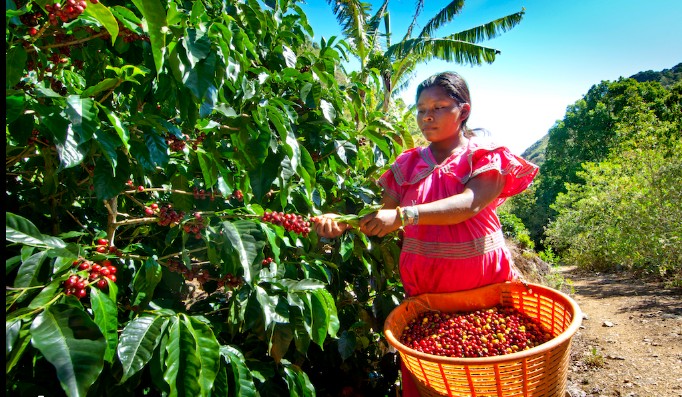 İklim krizi etkisiyle küresel düzeyde kahve üretimi düşüyor, fiyatları artıyor