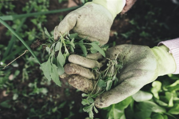 TÜİK-Mevsimlik tarım işçilerinin günlük ücretleri 943 liraya yükseldi