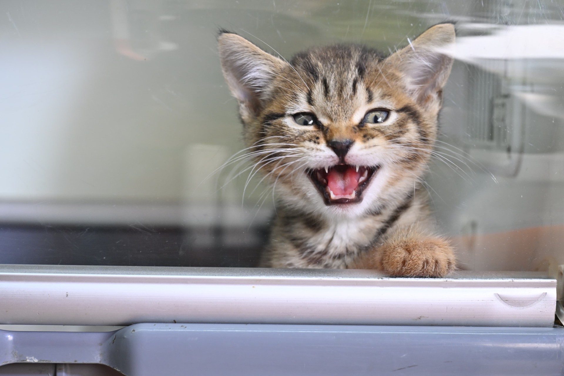 Yıldırım’da 625 sokak hayvanı yuvaya kavuştu