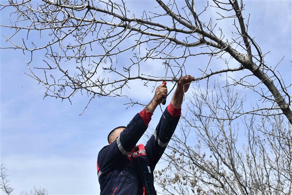 Ankara’da sakız ağaçlarının antep fıstığına dönüştürülmesi için bir proje başlatıldı