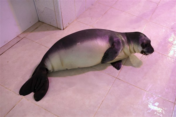 Yavru Akdeniz foku, Eskişehir’de hayata tutundu