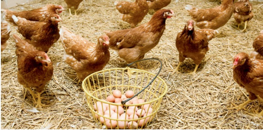 Türkiye ve Meksika’dan alımların etkisiyle ABD’de yumurta fiyatları düşüyor