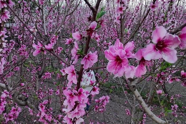 İzmir Selçuk’ta çiçek açan şeftali ağaçları bereket müjdeliyor